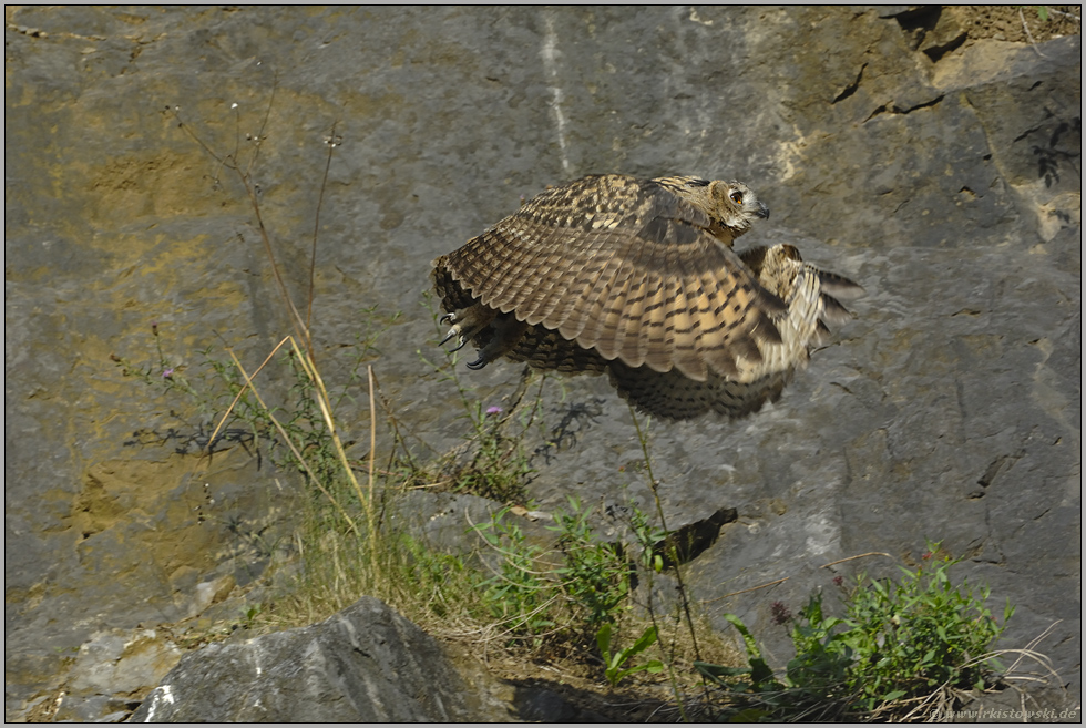 Abflug... Europäischer Uhu *Bubo bubo*