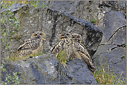 Federohren... Europäische Uhus (Ästlinge) *Bubo bubo*