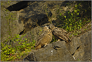 Geschwisterliebe(1/4)... Europäischer Uhu *Bubo bubo*