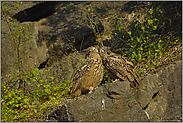 Geschwisterliebe(3/4)... Europäischer Uhu *Bubo bubo*