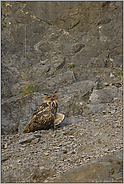 etwas verloren... Europäischer Uhu *Bubo bubo*