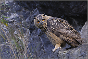 Feueraugen... Europäischer Uhu *Bubo bubo*