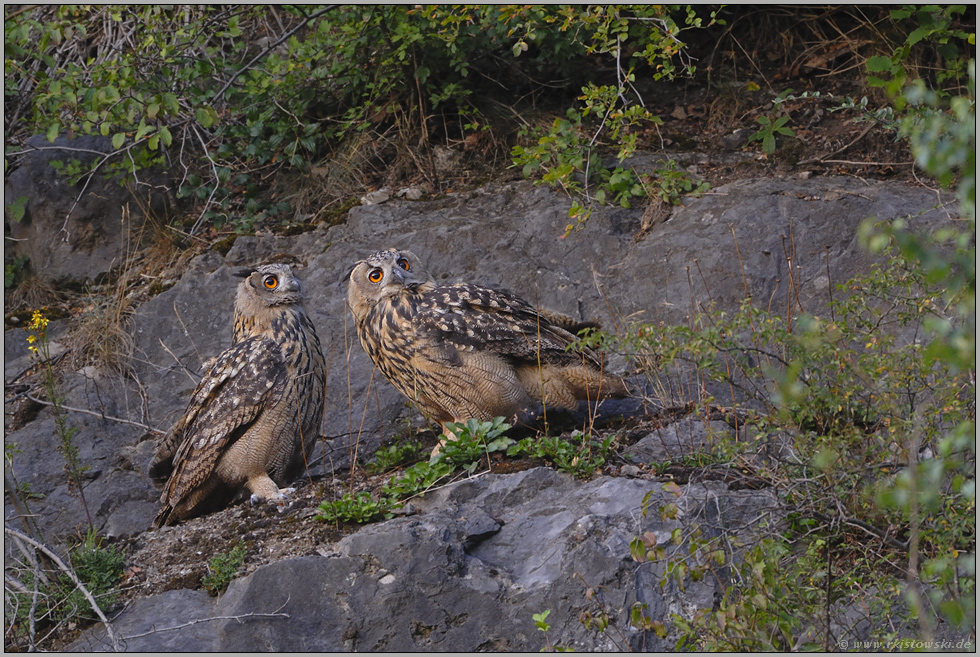 Skepsis... Europäische Uhus *Bubo bubo*
