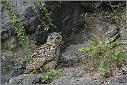 in der Wand... Europäischer Uhu *Bubo bubo*