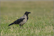 im Osten... Nebelkrähe *Corvus corone cornix*