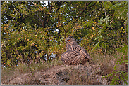 beim Sandbad... Europäischer Uhu *Bubo bubo*