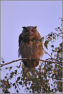 ganz nah... Europäischer Uhu *Bubo bubo*