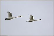 Synchronflug... Höckerschwäne *Cygnus olor*