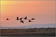 Morgenstimmung... Kranichvögel *Grus grus*