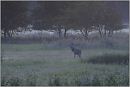 kurz vor der Dunkelheit... Hirschbrunft *Cervus elaphus*