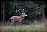 am Waldesrand... Rothirsch *Cervus elaphus*