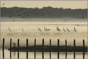 vor dem Abflug... Kranichvögel *Grus grus*