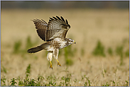 Abflug... Mäusebussard *Buteo buteo*