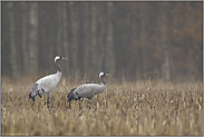 Herbstzeit... Graue Kraniche *Grus grus*