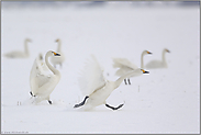 Vollbremsung im Schnee... Zwergschwäne *Cygnus bewickii*