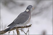 Kulturfolger... Ringeltaube *Columba palumbus*