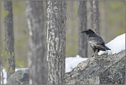 im Wald... Kolkrabe *Corvus corax*