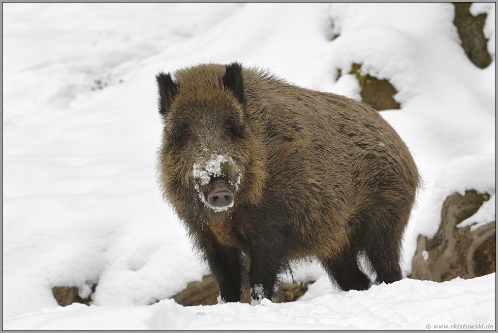 kraftvoll... Wildschwein *Sus scrofa*