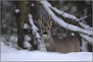 harte Zeiten... Rehbock *Capreolus capreolus*