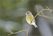 Kulturfolger... Grünfink *Carduelis chloris*