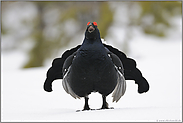 der Hahnenschrei... Birkhahn *Lyrurus tetrix*