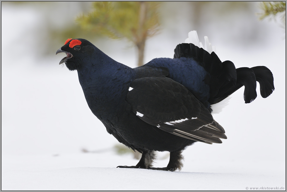 Ruttururururururu ruru... Birkhahn *Lyrurus tetrix*