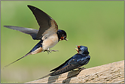 Brautgeschenk...  Rauchschwalbe *Hirundo rustica*