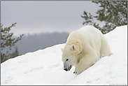 auf großem Fuß... Eisbär *Ursus maritimus*