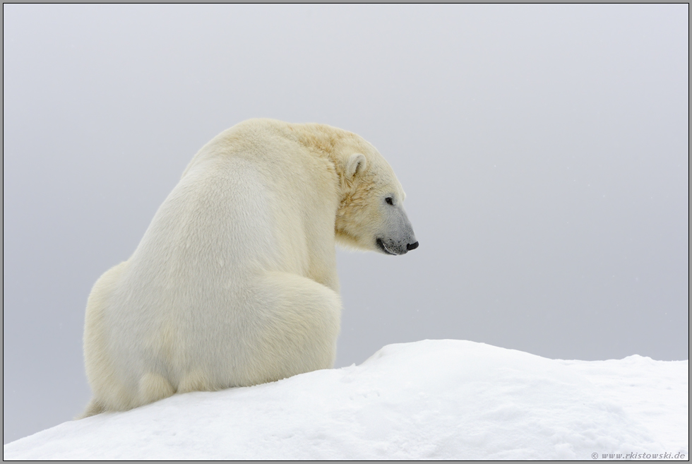 auf der Kuppe... Eisbär *Ursus maritimus*