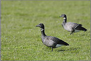 in den Marschen... Ringelgänse *Branta bernicla*