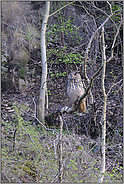 das Männchen... Europäischer Uhu *Bubo bubo*