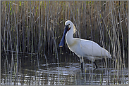 im Schilf... Löffler *Platalea leucorodia*