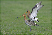 gar nicht einfach... Uferschnepfen *Limosa limosa* (05/12)