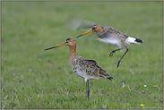 der Anflug... Uferschnepfen *Limosa limosa* (02/12)