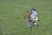 in die Knie... Uferschnepfen *Limosa limosa* (04/12)