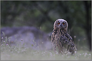 bei Dunkelheit... Europäischer Uhu *Bubo bubo*