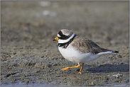 immer unterwegs... Sandregenpfeifer *Charadrius hiaticula*