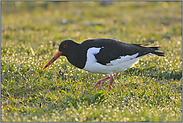 Lichter funkeln... Austernfischer *Haematopus ostralegus*