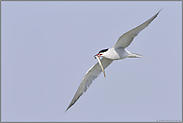 Heimkehrer... Flußseeschwalbe *Sterna hirundo*