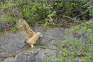 Federkiele... Europäischer Uhu *Bubo bubo*