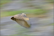 leiser Flug... Europäischer Uhu *Bubo bubo*