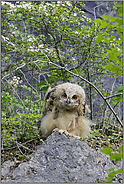 unterm Dornenbusch... Europäischer Uhu *Bubo bubo*