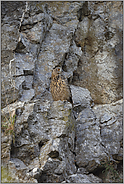 auf der Kanzel... Europäischer Uhu *Bubo bubo*