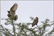 oben im Geäst... Europäische Uhus *Bubo bubo*