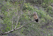 aufgebäumt... Europäischer Uhu *Bubo bubo*