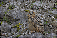 komischer Kauz... Europäischer Uhu *Bubo bubo*