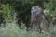 erfolgreicher Jäger... Europäischer Uhu *Bubo bubo*