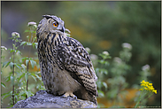 im Blütenmeer... Europäischer Uhu *Bubo bubo*