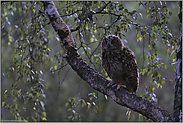 dunkel war's... Europäischer Uhu *Bubo bubo*