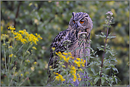 zwischen Blüten... Europäischer Uhu *Bubo bubo*